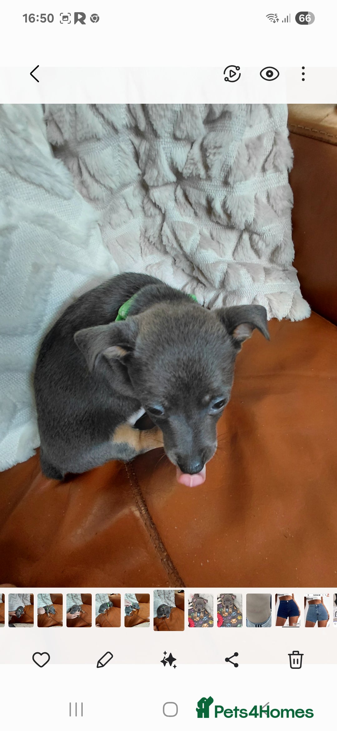 Jack Russell dogs for sale: Miniature Wenlock jack russell terriers - Image 2