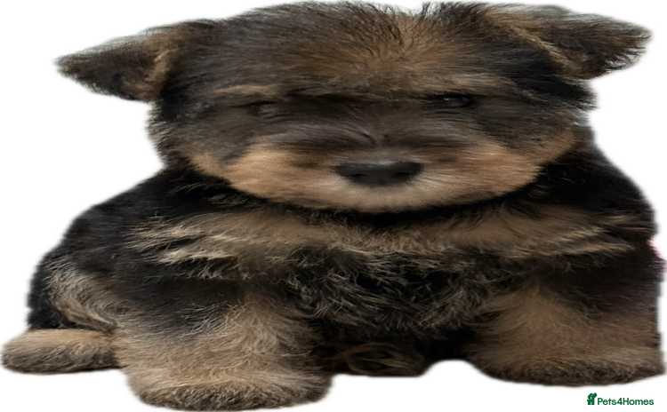 Welsh Terrier dogs - Advert 4