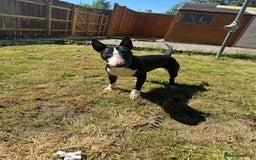 English Bull Terrier dogs for sale: Female bull terrier - Image 4
