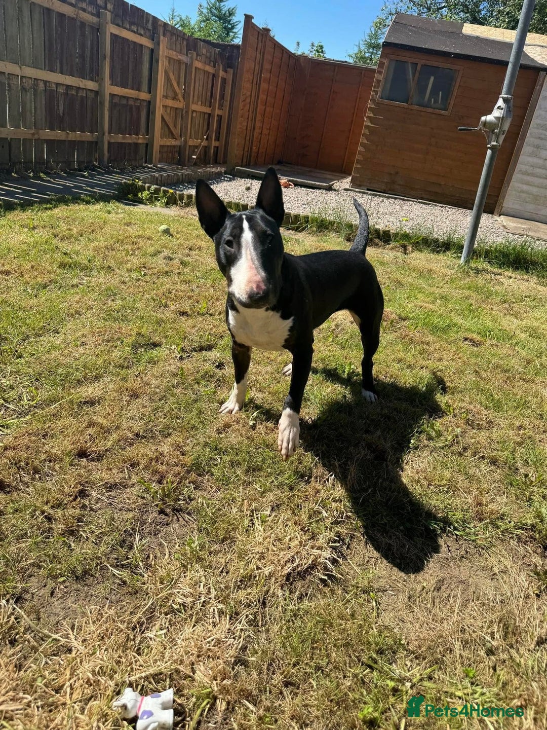 English Bull Terrier dogs for sale: Female bull terrier - Image 4