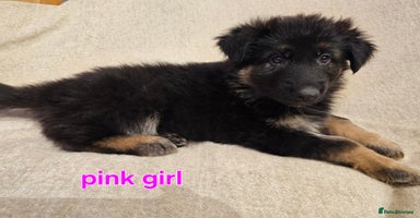 German Shepherd dogs - Advert 5