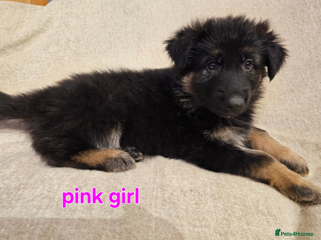 German Shepherd dogs for sale: German sheperd puppies - Image 3