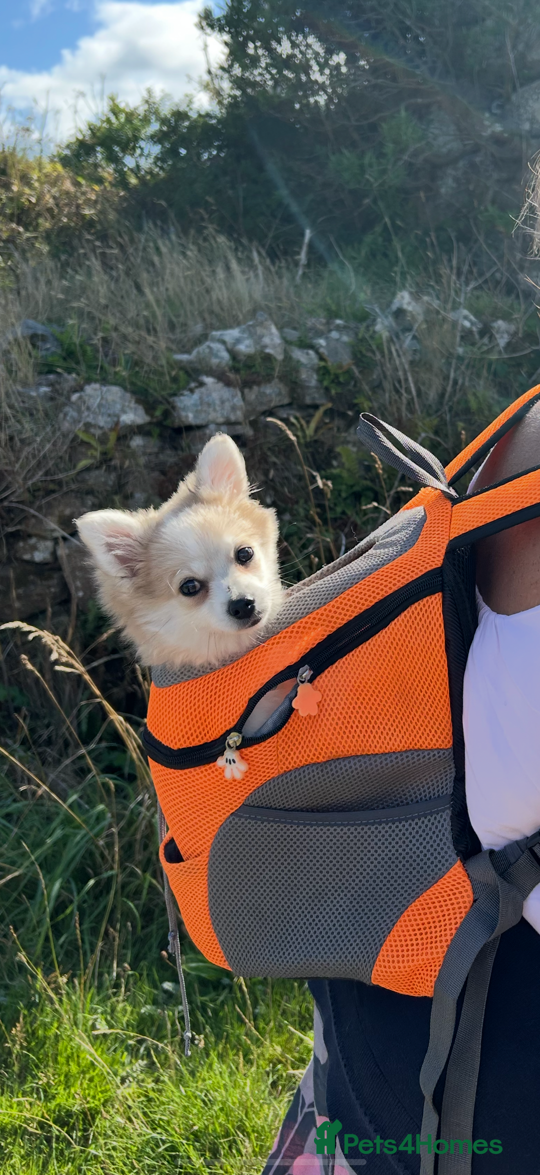 Pomchi dogs for sale: Pomchis  - Advert 5