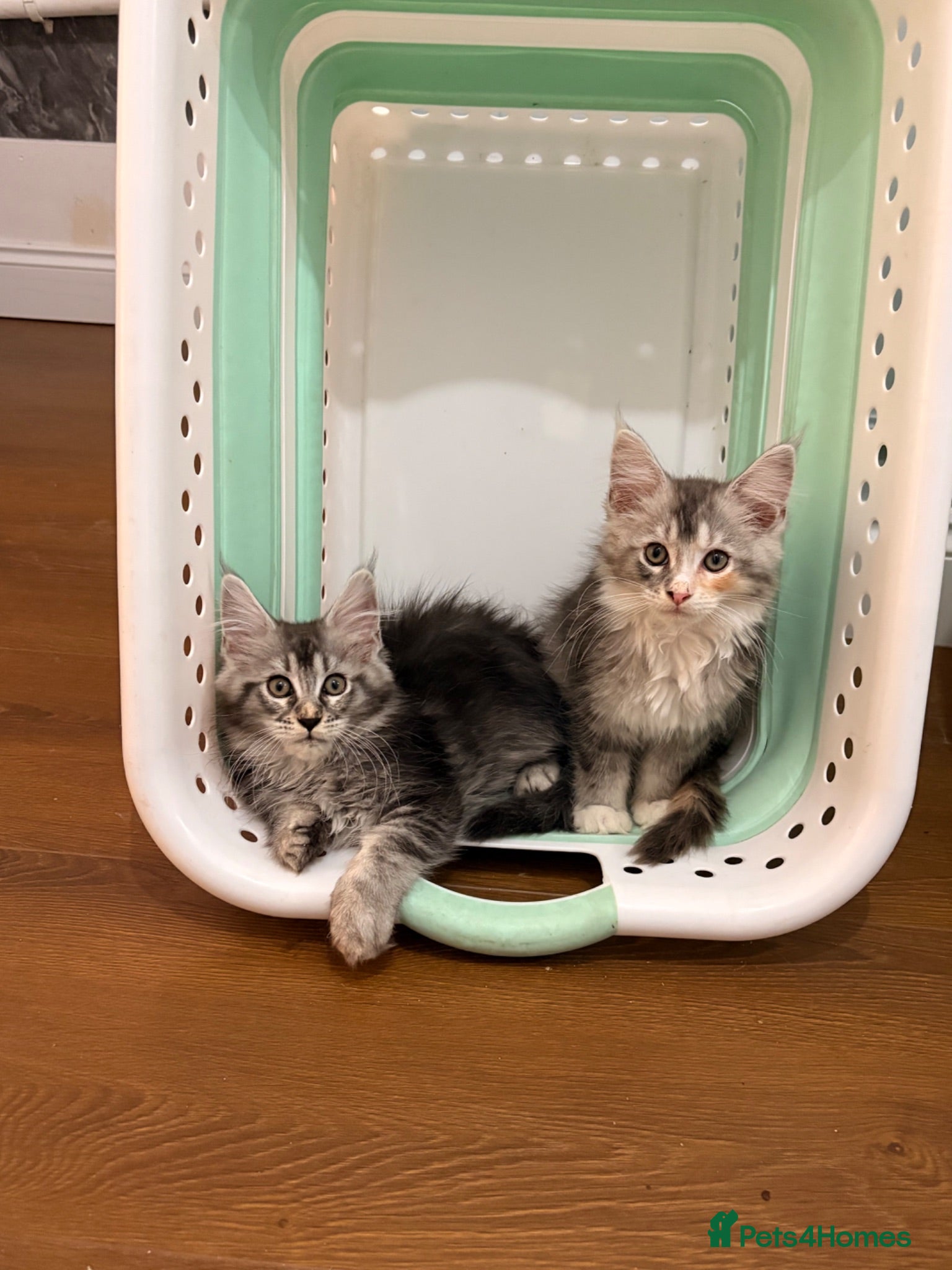 Maine Coon cats 🐈‍⬛Sweet bundle of Joy TICA register🐈‍⬛ - Advert 2