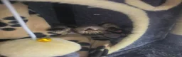 Mixed Breed cats for sale: Beautiful kittens ready for new homes - Advert 6