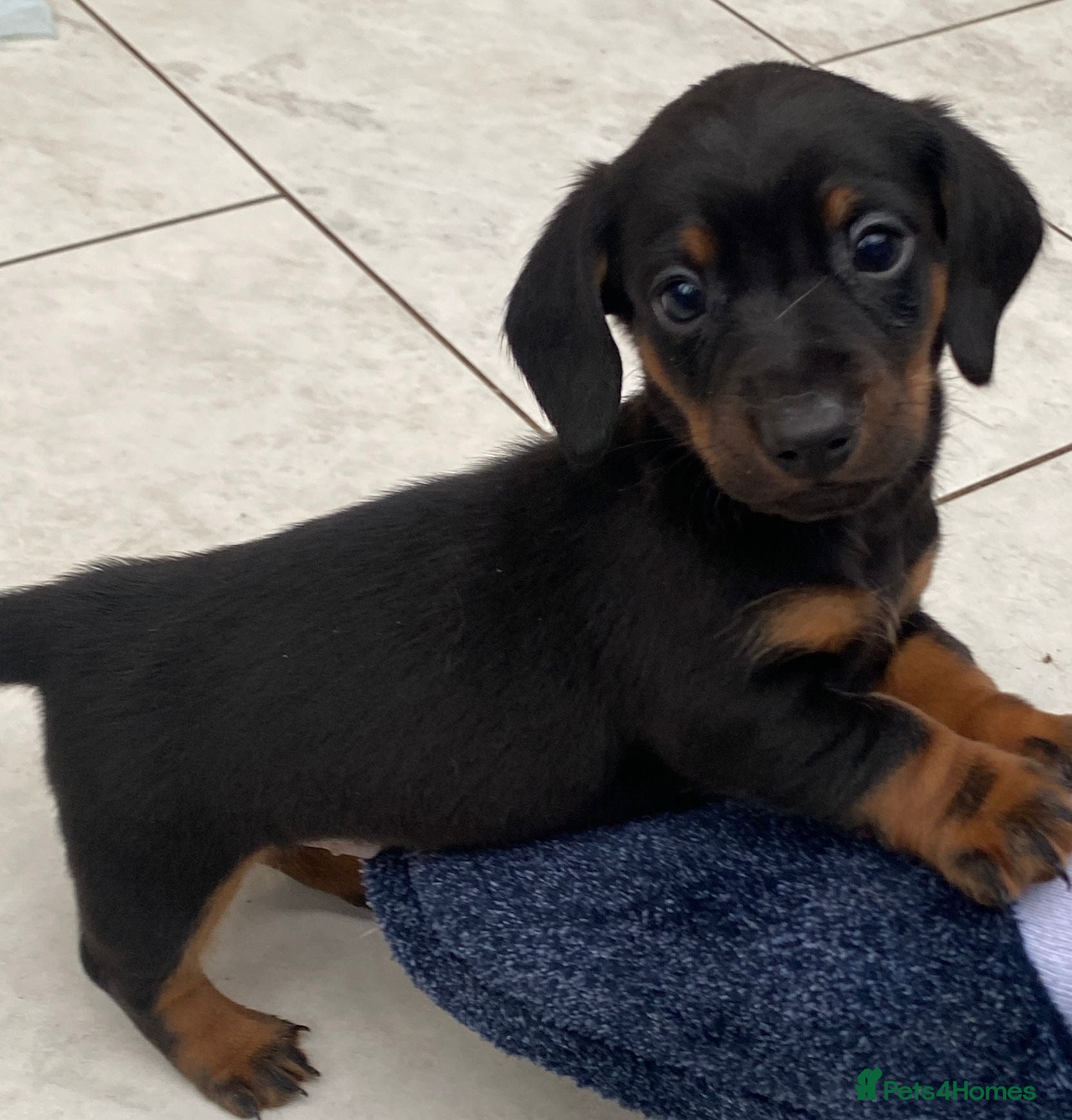 Miniature Dachshund dogs Miniature dachshund - Advert 1