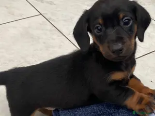 Miniature Dachshund dogs Miniature dachshund - Advert 1