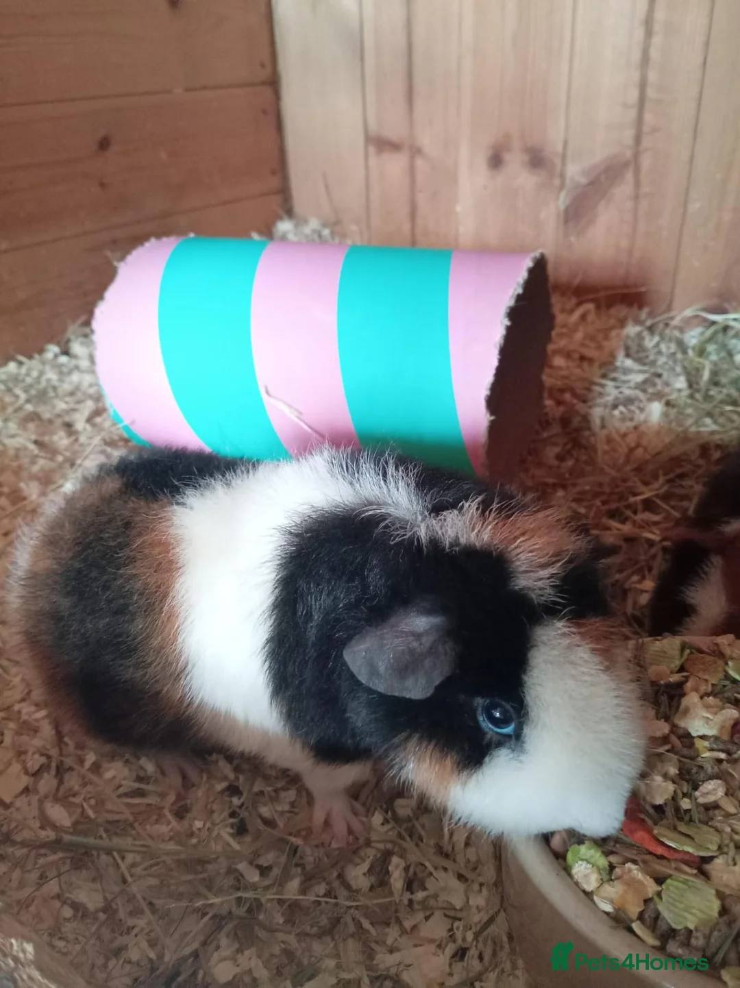Guinea Pig rodents for sale: Teddy brothers - Advert 2