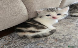 Mixed Breed cats for sale: Persian x kittens  - Image 13