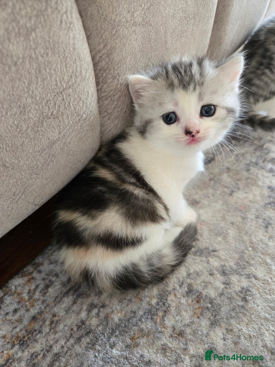 Mixed Breed cats for sale: Persian x kittens  - Image 13