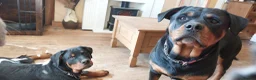 Rottweiler dogs for sale: IVOR KC REG ROTTWEILER PUP - Advert 13