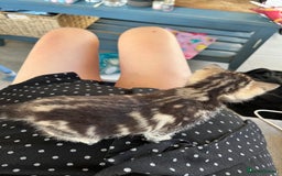 Mixed Breed cats for sale: Kittens for sale  - Image 9