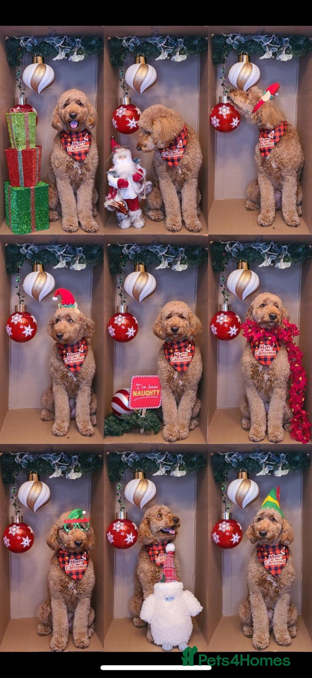 Goldendoodle dogs for sale: 🐶🐾🐶AUSTRALIAN DOUBLE DOODLE PUPPIES🐶🐾🐶 - Image 7