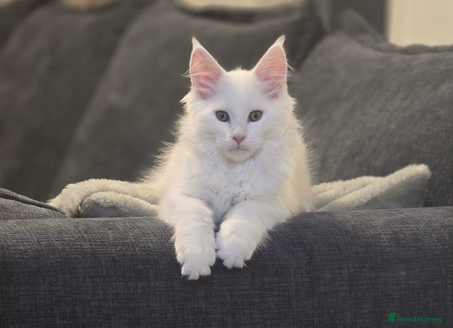 Maine Coon cats 19 weeks old Maincoon kitten  - Advert 14