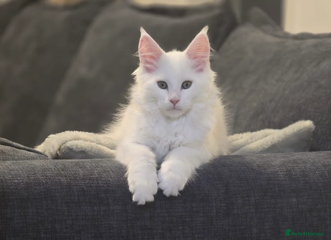 Maine Coon cats for sale: 19 weeks old Maincoon kitten  in Wigan - Advert 1