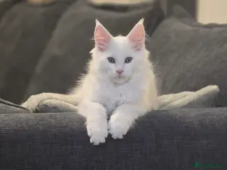 Maine Coon cats 19 weeks old Maincoon kitten - Advert 1