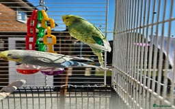 Budgerigars birds for sale: 2 male budgies, cage the lot  - Image 4