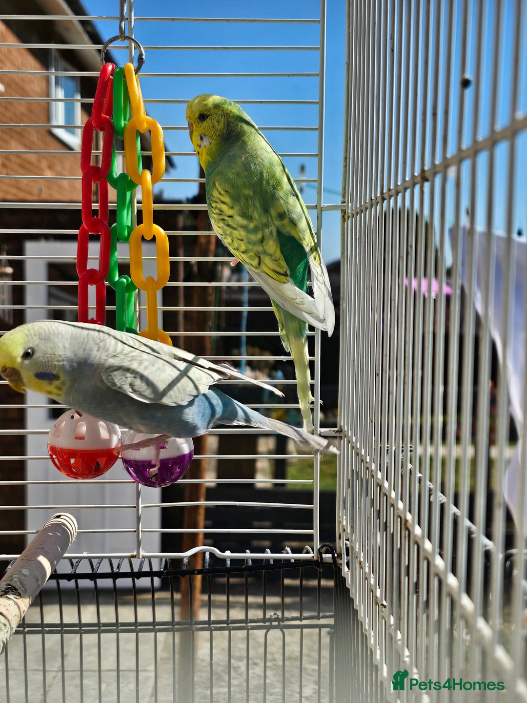Budgerigars birds for sale: 2 male budgies, cage the lot  - Image 4