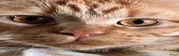 Maine Coon cats for sale: Ginger 3/4 Maine Coon and Khao Manee - Theodore  - Advert 5