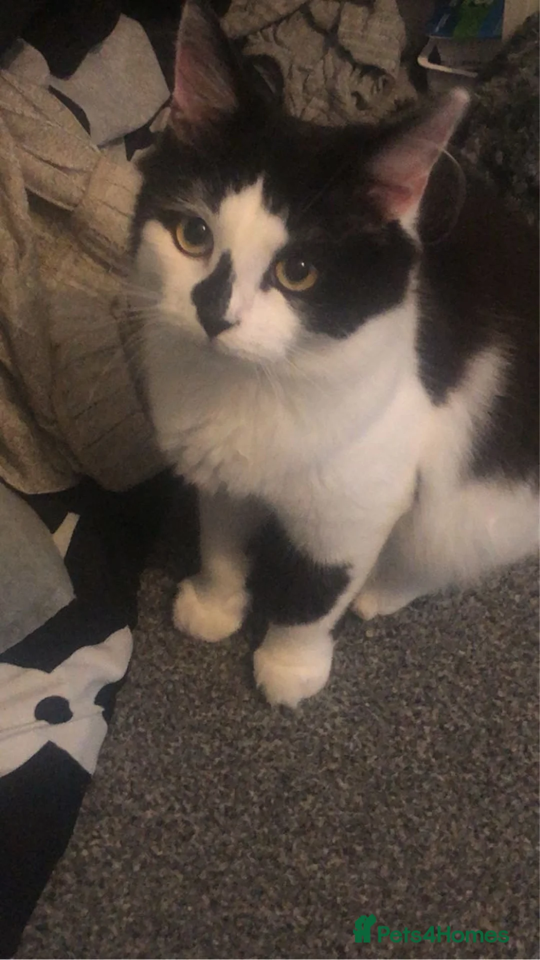 Mixed Breed cats for sale: Kittens ready for their forever home  - Advert 4