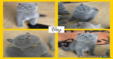 British Shorthair cats - Advert 13