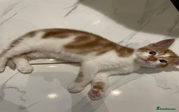 Mixed Breed cats for sale: 2 beautiful ginger boys  - Image 7