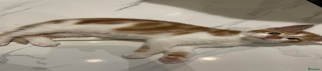 Mixed Breed Kitten 2, darker orange