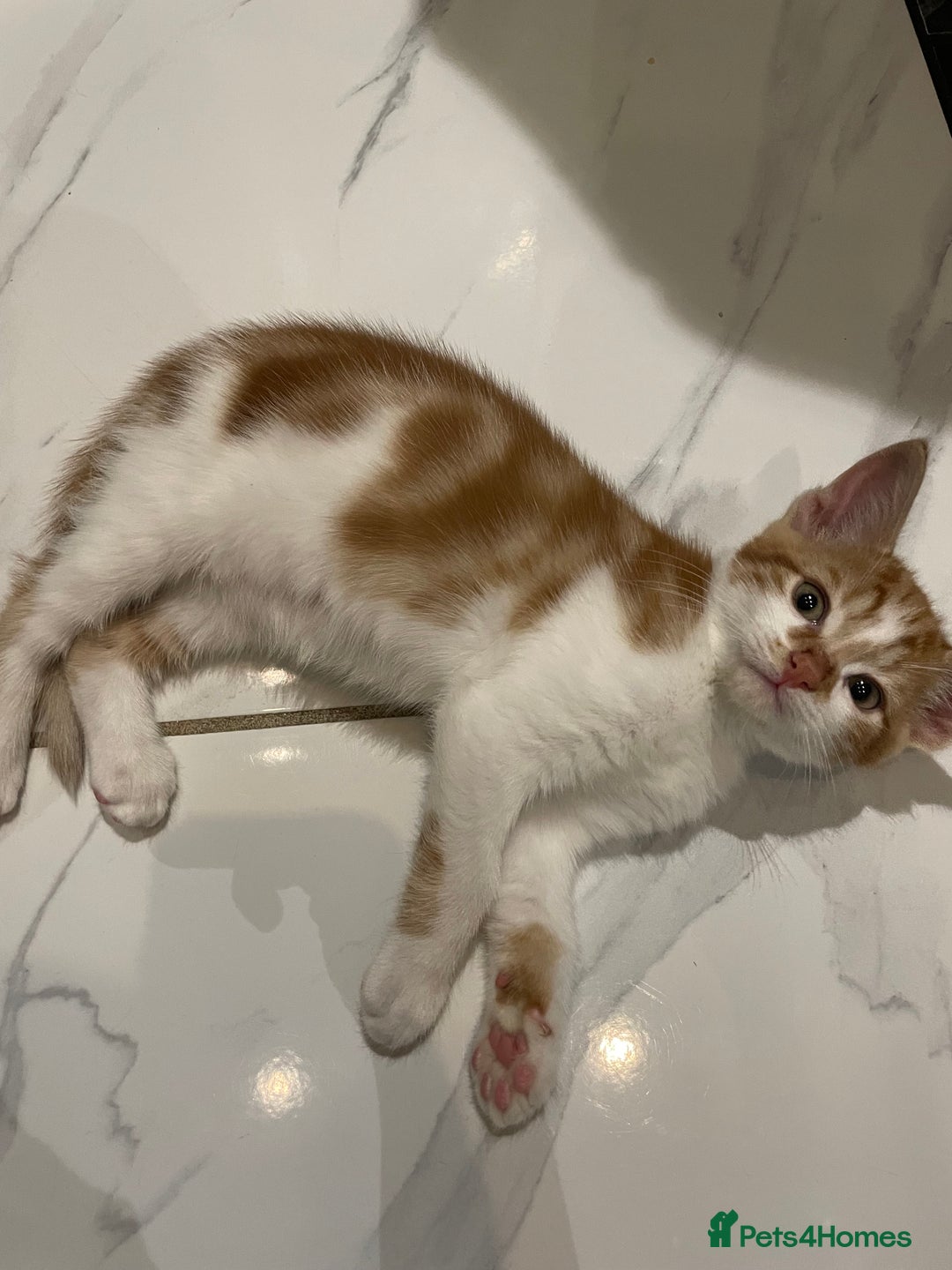 Mixed Breed cats for sale: 2 beautiful ginger boys  - Image 7