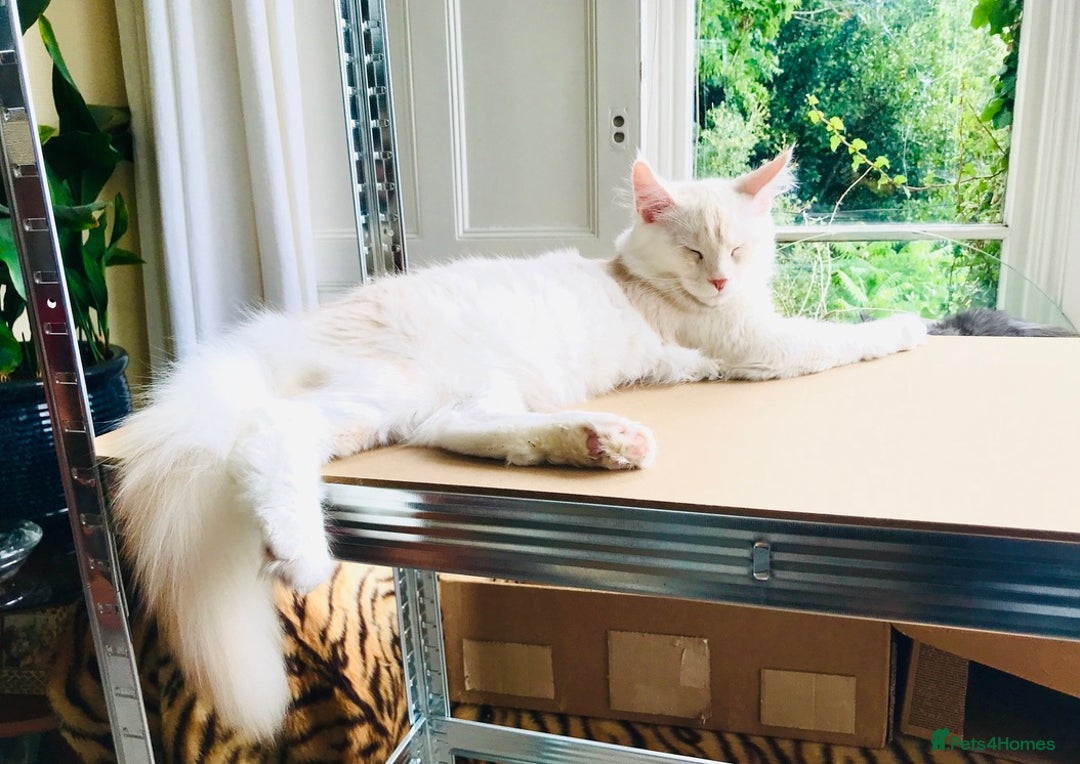 Maine Coon cats for sale: *REDUCED* Beautiful GCCF Pedigree Maine Coons in Torquay - Image 25