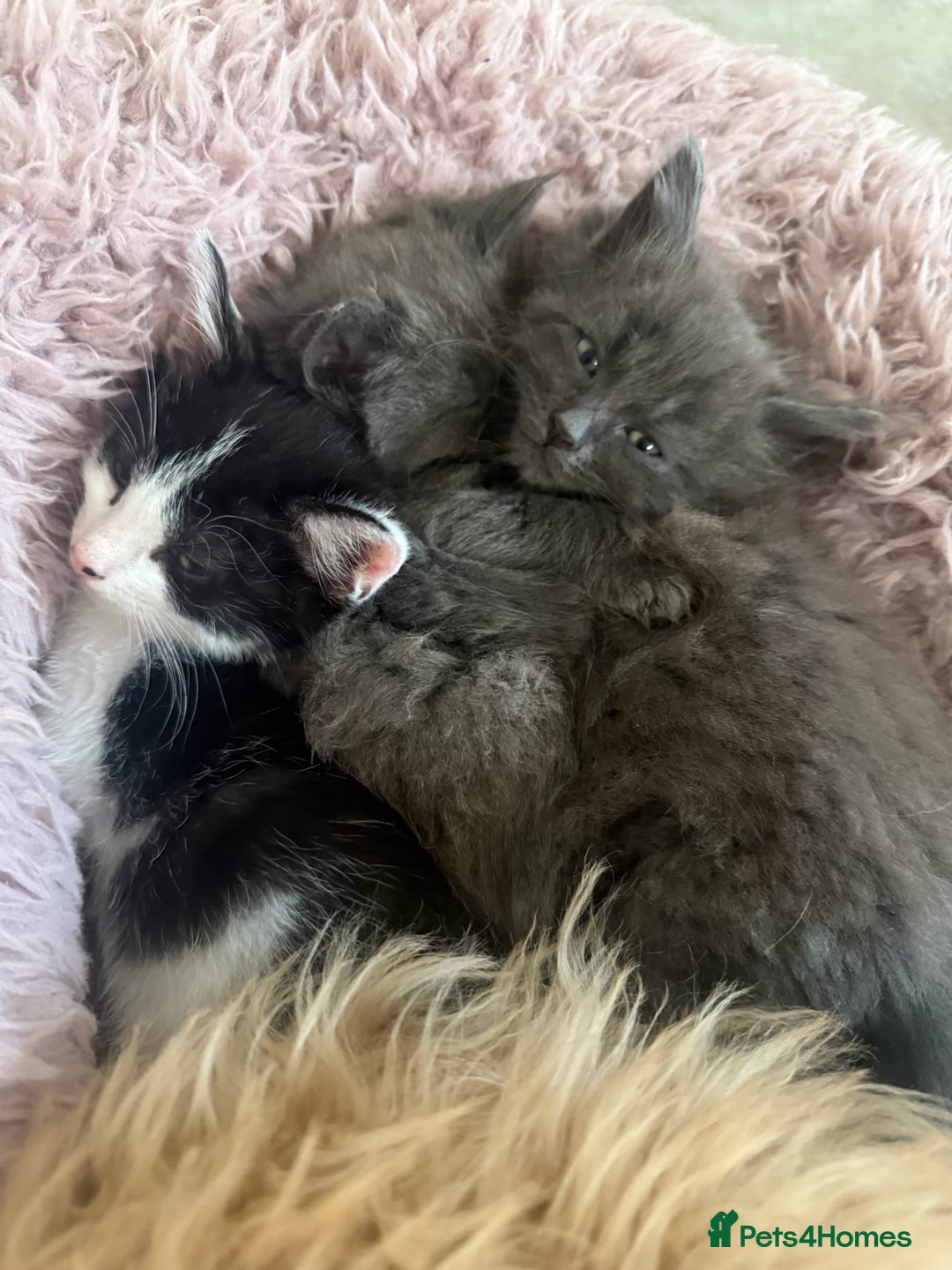 Mixed Breed cats for sale: Fluffy Turkish Angora mixed breed kittens  - Image 5