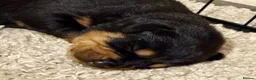 Rottweiler dogs for sale: Gorgeous Rottweiler puppies available  - Advert 1