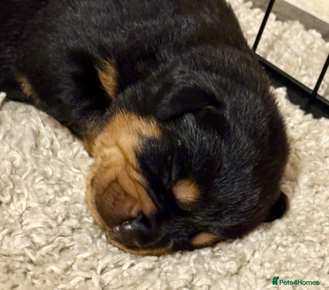 Rottweiler dogs for sale: Gorgeous Rottweiler puppies available  - Advert 1