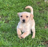 Labrador Retriever dogs - Advert 16