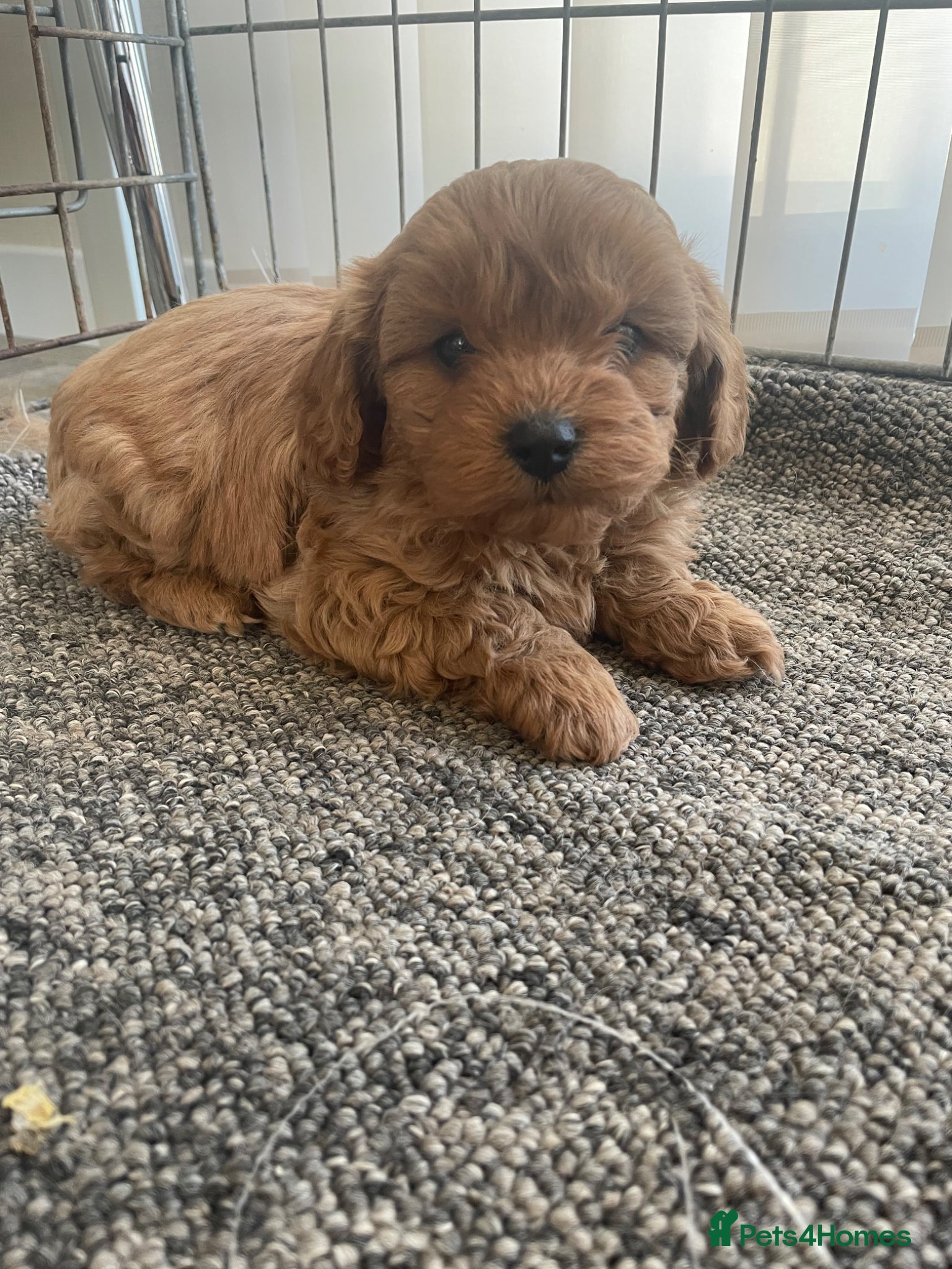 Cavapoo dogs F1 Red Health Tested Cavapoo Puppies  - Advert 8