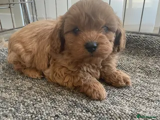 Cavapoo dogs F1 Red Health Tested Cavapoo Puppies - Advert 8