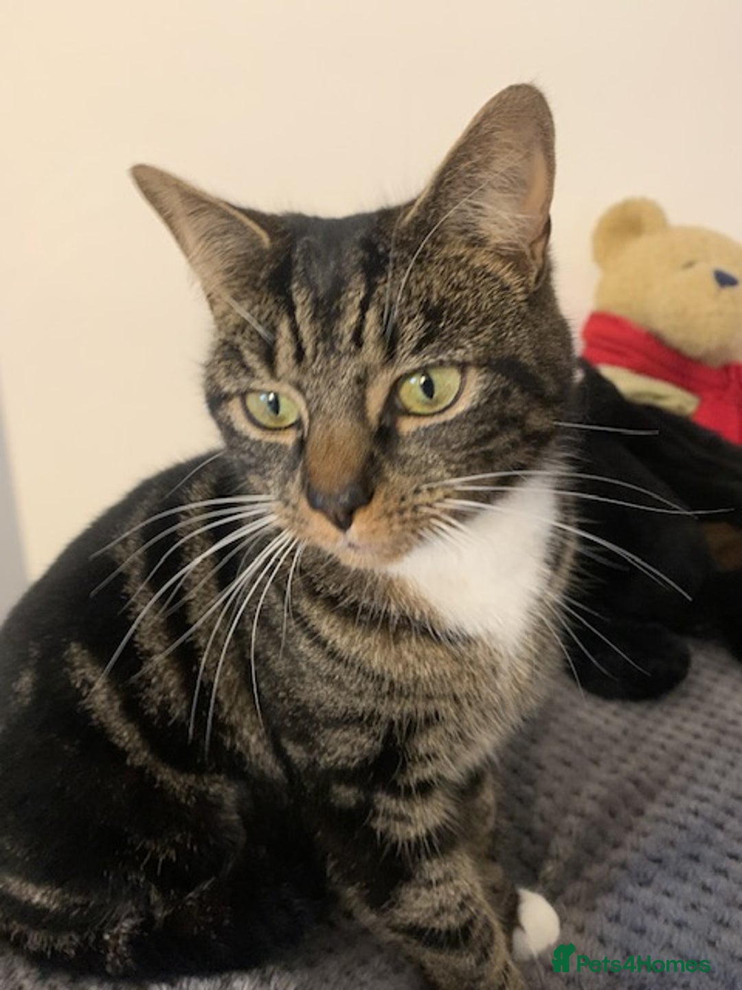 Mixed Breed cats for sale: Female spayed tabby  - Advert 2