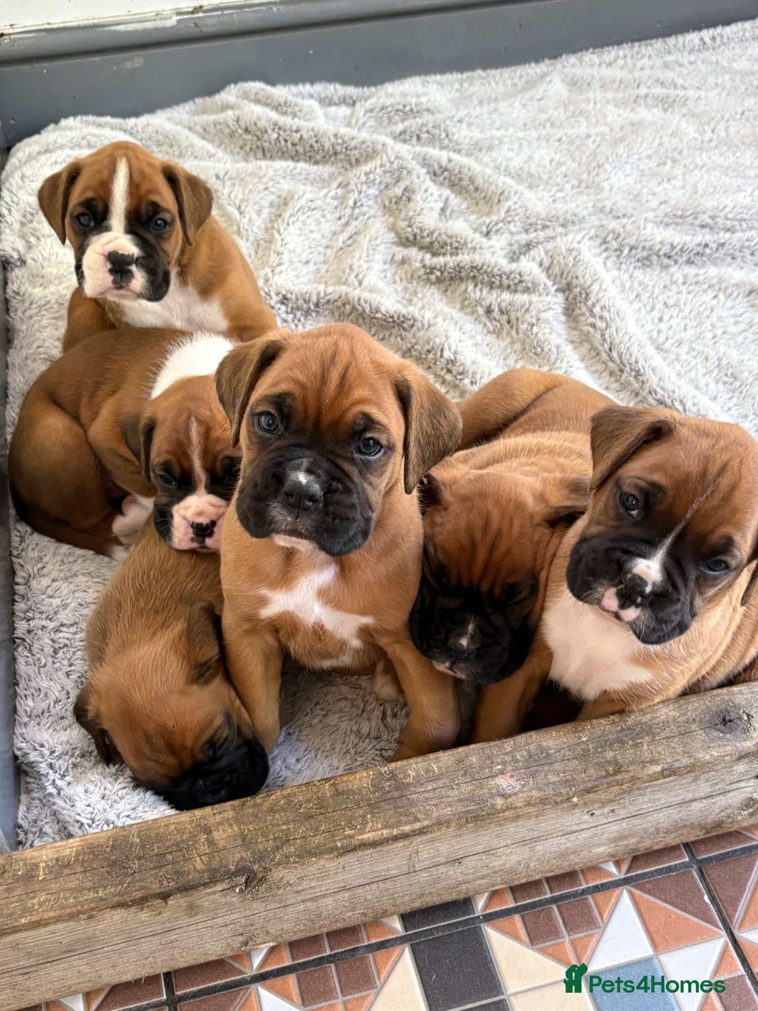 Boxer dogs Boxer  - Advert 16