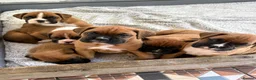 Boxer dogs for sale: Boxer  in Mexborough - Advert 1