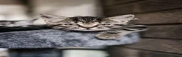 Mixed Breed cats for sale: LAST 2: British shorthair kittens - Advert 4
