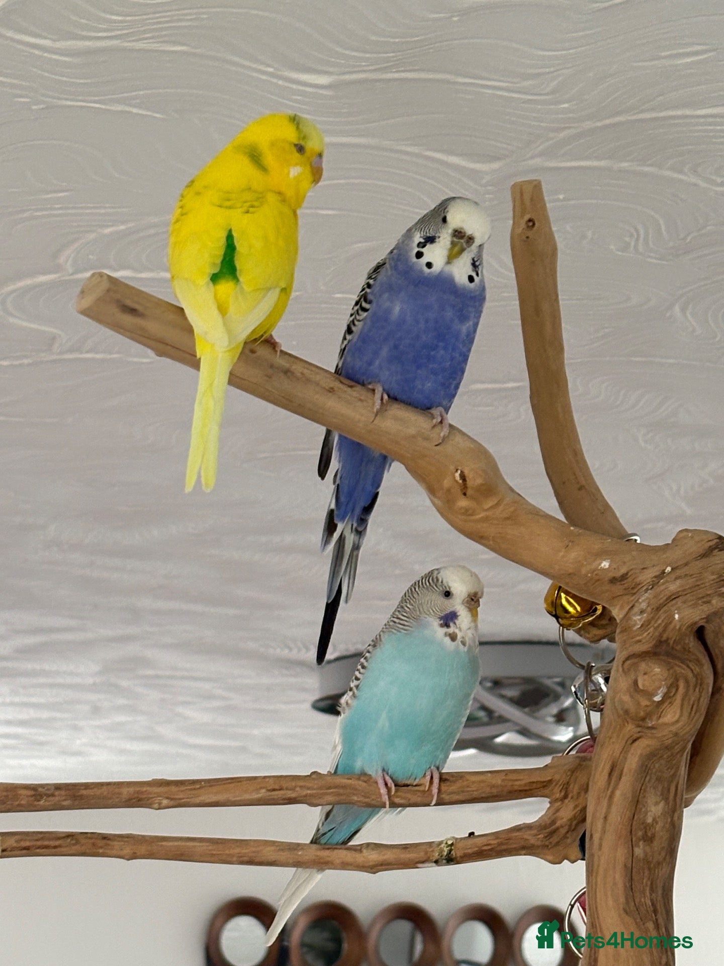 Budgerigars birds Budgies and cage  - Advert 2