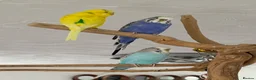 Budgerigars birds for sale: Budgies and cage  in Nottingham - Advert 2