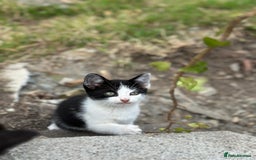 Mixed Breed cats for sale: 4 purr boxes  - Image 4
