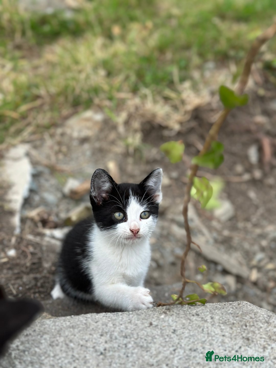 Mixed Breed cats for sale: 4 purr boxes  - Image 4