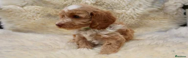 Cockapoo 1