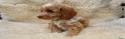 Cockapoo dogs for sale: FI CHAMPAGNE AND WHITE  MALE FROM 5* BREEDER - Advert 21