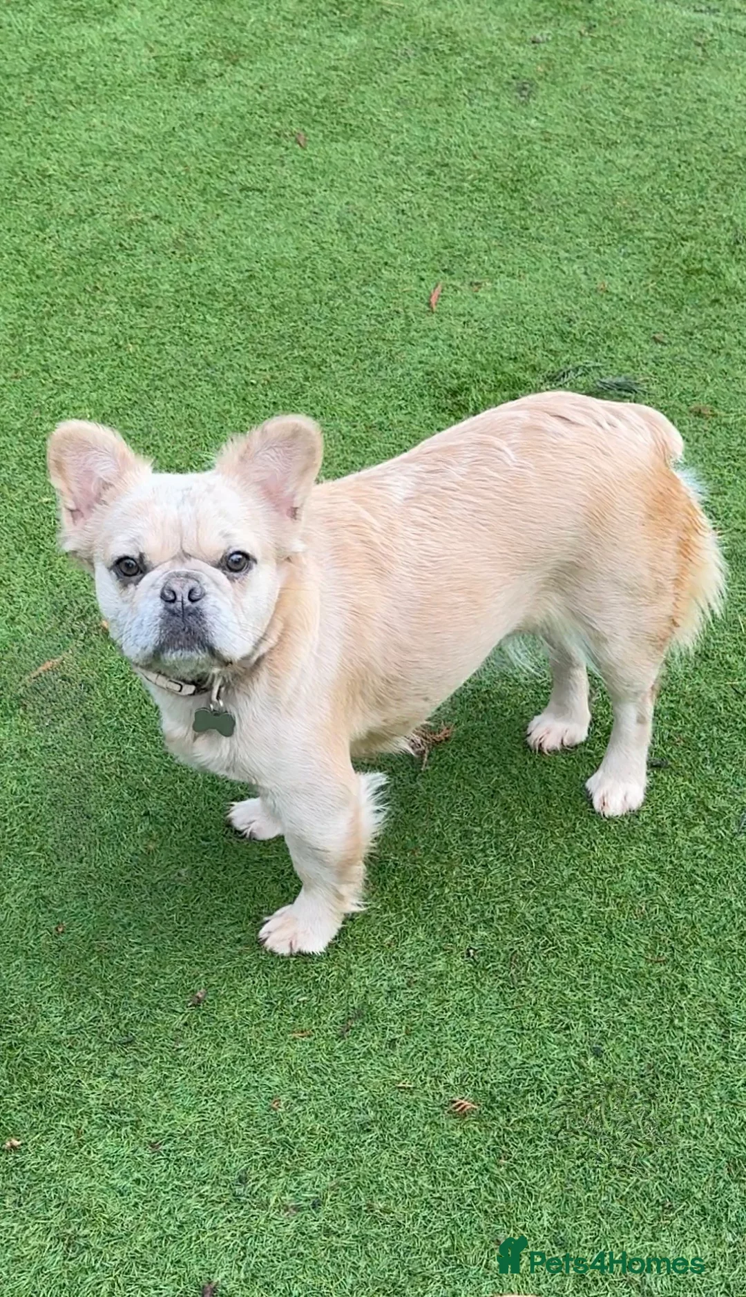 French Bulldog dogs for sale: Blue fawn Merle fluffy female, almost  11 months  - Advert 7
