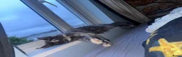 Maine Coon cats for sale: Stunning MaineCoon Kittens–Champion Bloodline in Plymouth - Advert 19