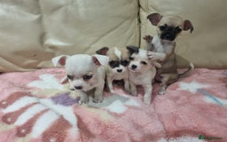 Chihuahua dogs for sale: Chihuahua puppies for sale  - Image 6