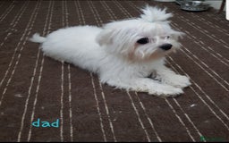 Maltese dogs for sale: Fluffy cute half Korean maltese ready to go  - Image 8