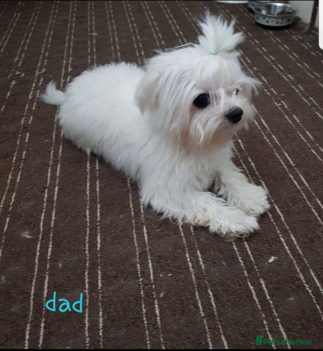 Maltese dogs for sale: Fluffy cute half Korean maltese ready to go  - Image 8